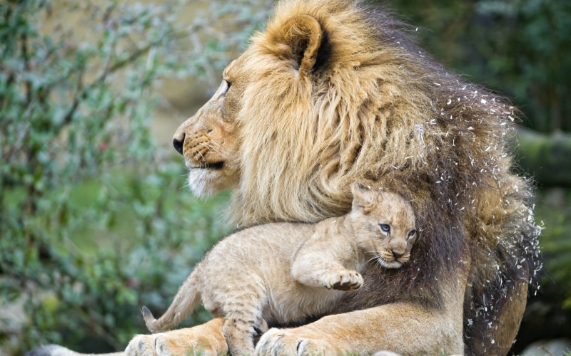 cub, © Tambako The Jaguar, Love, lion, lions, kitten, Cat, lioness, 2K, s, Amazing Animals