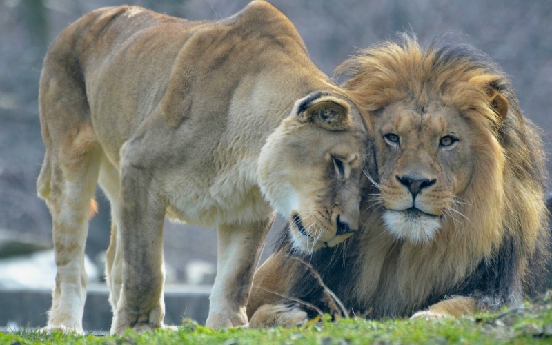 Download, lioness, 1080P, Love, lions, lion, s