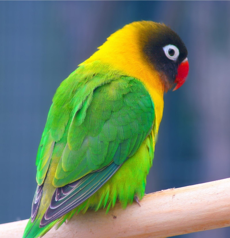 animal, love Birds s, love Bird, love Bird Images, 720P