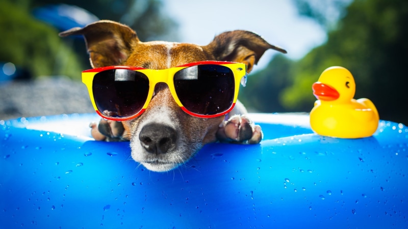 funny, sunglasses, animal, dog, 1080P, toy, cute, yellow duck, yellow, duck