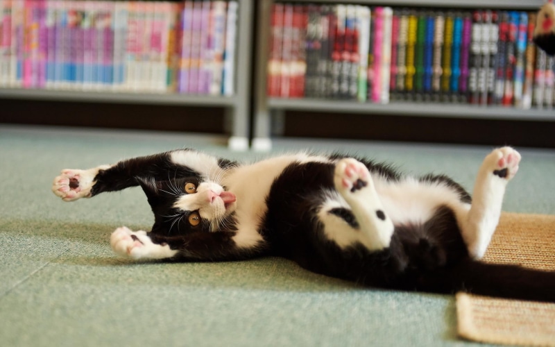 cute, cat, 1080P, tongue, paws, funny