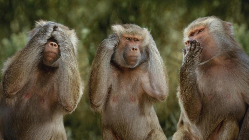 hdwalls, funny, animals, funny monkeys, 1080P, monkeys
