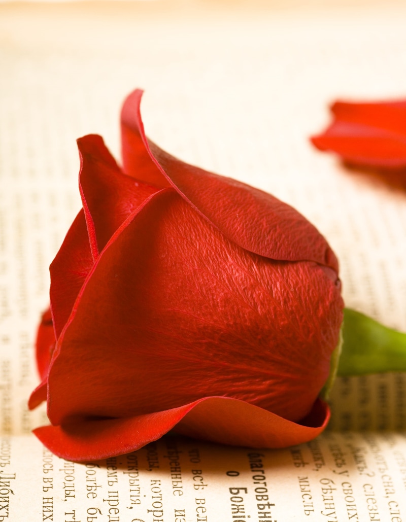 sacred, scripture, petals, pray, read, book, christian, catholic, 14, pedal, fresh, church, celebration, beautiful, stem, close-up, indoors, creativity