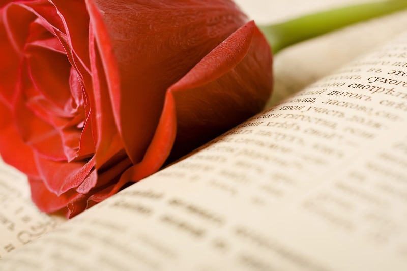 foliage, petals, valentines, romance, decorating, flower, testament, gospel, faith, natural, funeral, curve, blossom, freshness, rosaceae, pray, studio shot