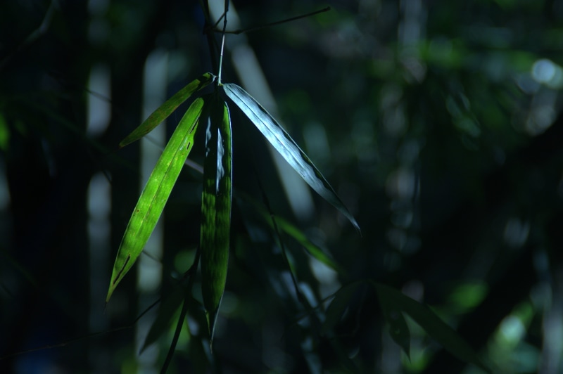 5K, grid, text, animal, calendar, red, animal themes, new, plant part, hot, bamboo - plant, calender, green color, month, outdoors, bamboo, forest, coniferous tree