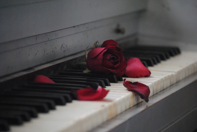 shallow, musical instrument, dreary, arts culture and entertainment, black, music, flowering plant, indoors, nature, red, in a row, rose - flower, close-up