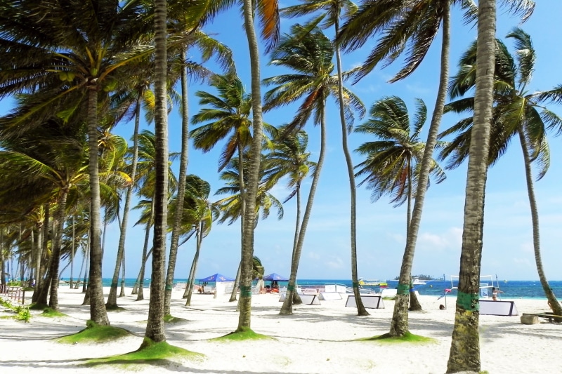 sand, coconut palm tree, beauty in nature, tropics, nature, trunk, sunny, white, land, sea, vacation, tree, leisure, horizon over water, day, tree trunk