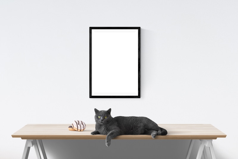 canvas, domestic, presentation, domestic cat, one animal, gallery, furniture, blank, portrait, mockup, template, picture, studio shot, wall, poster, seat