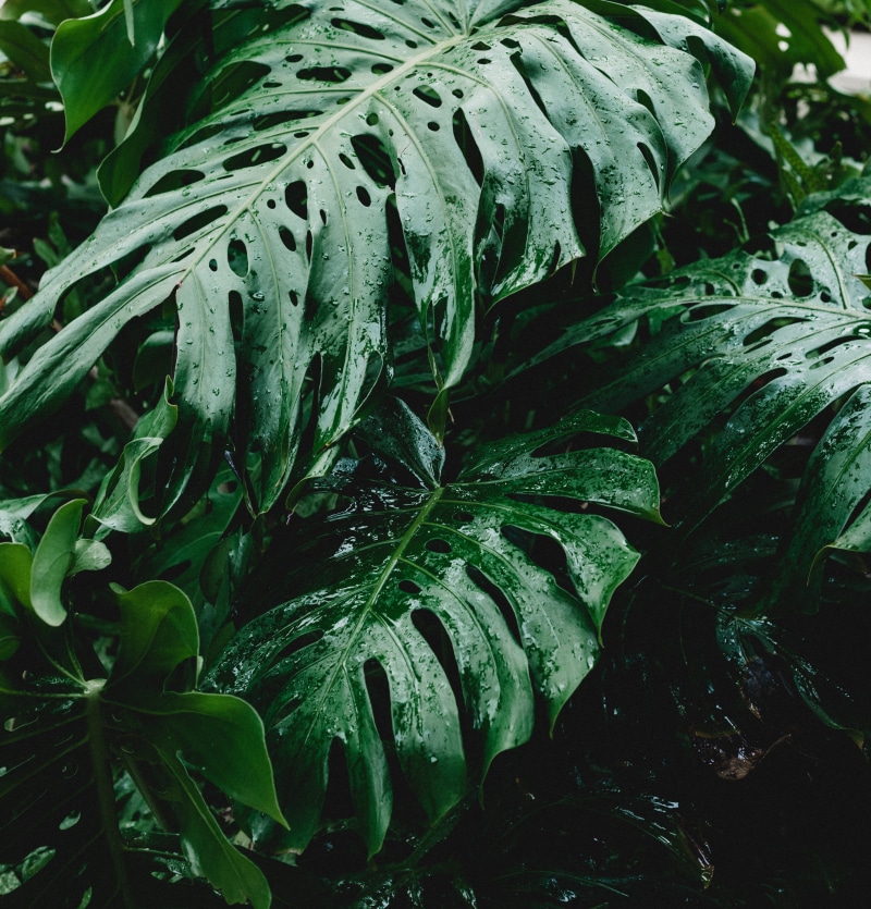 drop, kaanapali, tropical storm, no people, wet, outdoors, monstera, tranquility, rain, raindrop, full frame, paradise, nature, leaf, 4K, close up, high angle view
