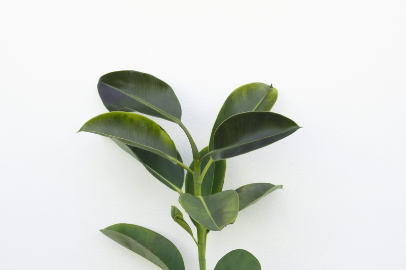 growth, photography, minimal, greenery, minimalism, bud, tropical, rubber, minimalist, 4K, studio shot, fruit, single object, food and drink, freshness