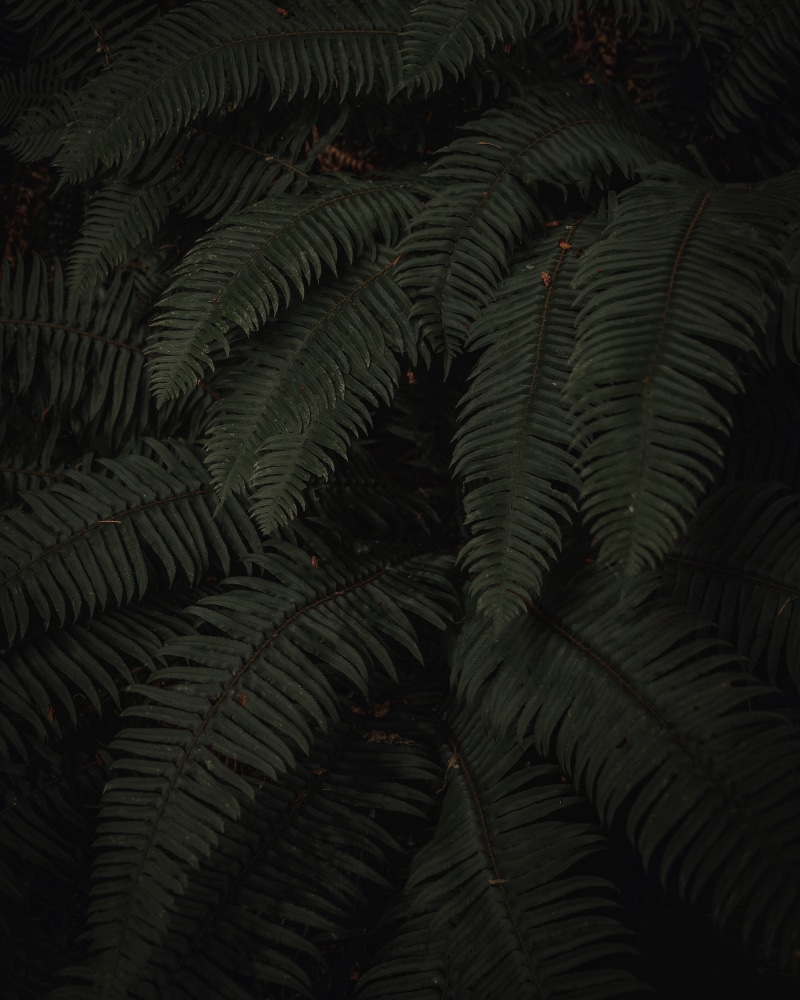 backgrounds, tropical Rainforest, plant, moo, botanical garden, leaf, leafe, close-up, washington, frond, outdoors, abstract, fern, textured, beauty In Nature