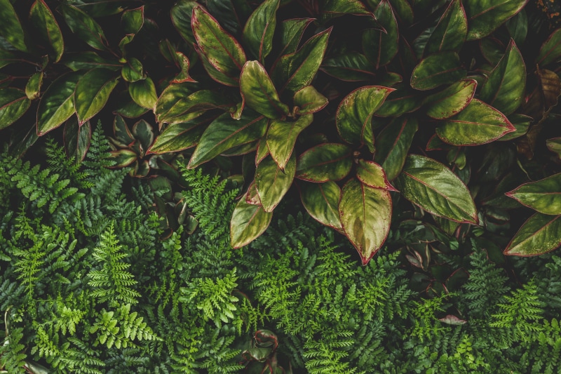 no people, forest, close-up, green color, conservatory, leaves, macro, land, fern, tranquility, garden, full frame, boquet, freshness, plant part, decor