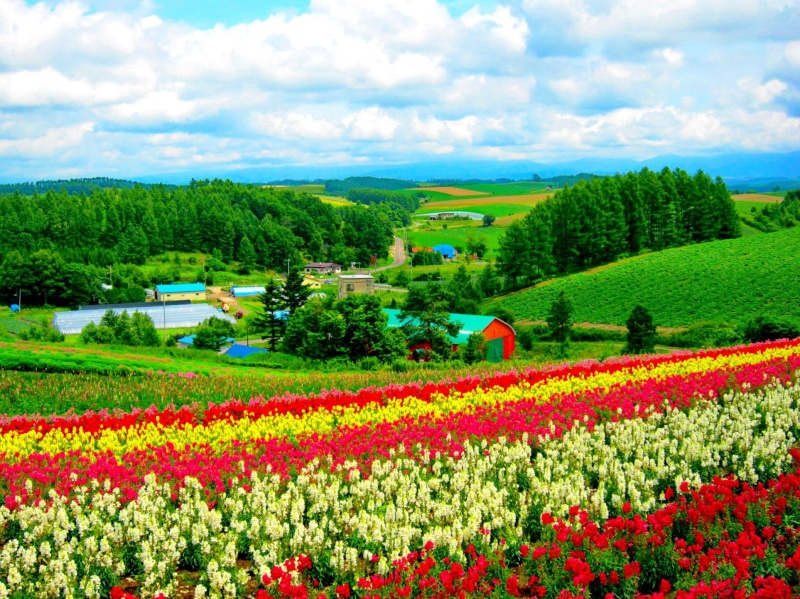 greenery, 1080P, green, beautiful, lovely, flowers, nice, hokkaido, grass, field, village, pretty, nature, flower