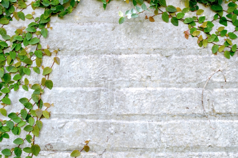 built structure, nature, growth, leaves, talk, day, leaf, background, wall, staircase, concrete, close-up, ivy, no people, full frame, texture, stone, walls