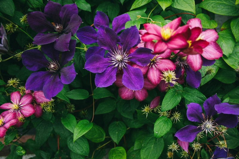 flora, Flowers, roses, flower, no people, pink color, day, green Color, vintage, orange roses, rose, plant, freshness, growth, Fence, close-up, flower Head