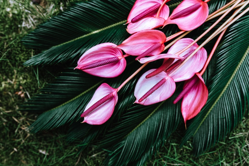 Exotic, petal, palm leaf, red, plant part, growth, leaves, Colorful, day, flora, vulnerability, high angle view, close-up, 5K, flower head, outdoors, tropical