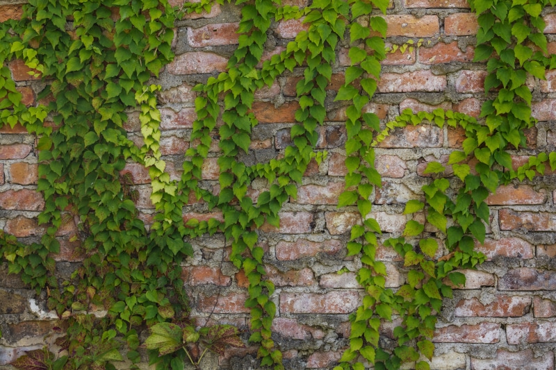 green color, walls, no people, stone wall, orange, plants, leaves, green, bricks, built structure, growth, brick wall, close-up, climbing, wall, ivy, 8K