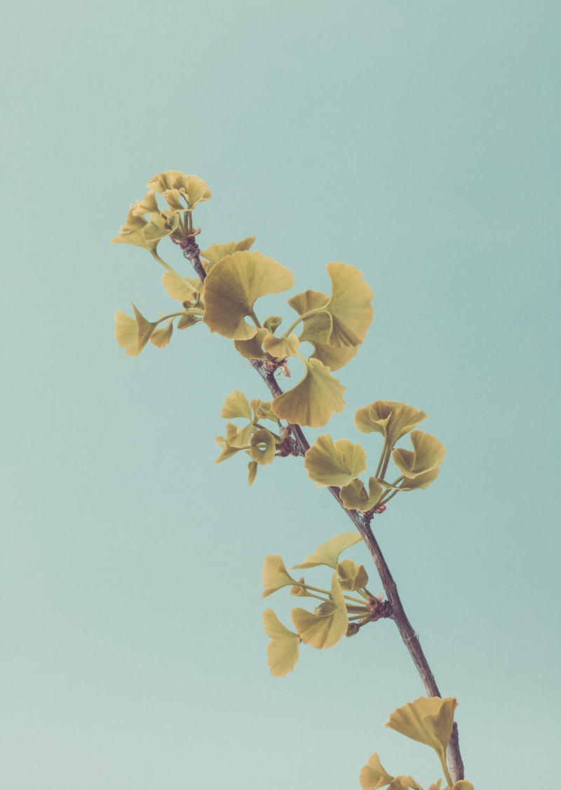 growth, blue, greenery, go, flowers, branch, ginkgo, day, springtime, mute, green, leafed, twig, wilted plant, no people, petal, stem, flower head, freshness
