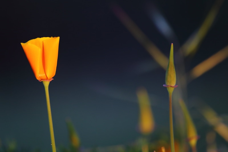 nature, springtime, California Poppy, close-up, 4K, Don Edwards National Wildlife Refuge, Flower, Canon  5D Mark III, plant, Sunrise, petaled, yellow