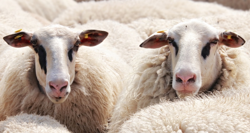 looking at camera, animal, mammal, group of animals, livestock tag, no people, animal head, day, flock of sheep, nature, domestic, cattle, portrait, pasture