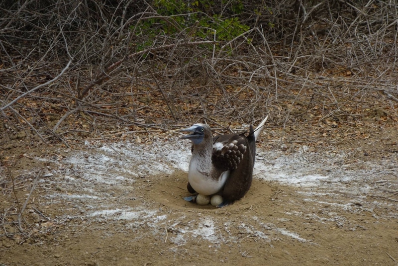 vertebrate, animal, water bird, animal themes, no people, poultry, plant, idiot, bird, eggs, animals in the wild, water, tree, land, waterfront, nature