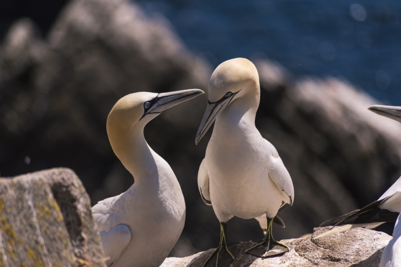 birds, vertebrate, day, island, animal, two animals, animal themes, idiot, 5K, sea, seabird, bird, rock - object, white color, beak, no people, solid