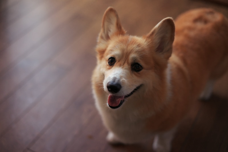 pembroke Welsh Corgi, dog, Alpha 7R, 1080P, puppy, purebred Dog, lets go out, cute, looking, brown, animal, canine, shorts, pets, white, Corgi, Sony Alpha
