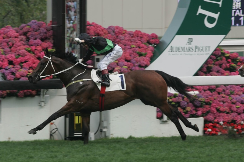 racing, animals, quarter horse, champion, finish, cigar, 1080P