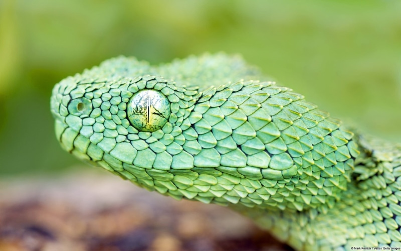 s, day, animal scale, jordan, warning sign, animal eye, pair, animal, snake, rainforest, green color, animal wildlife, animal body part, no people, animals in the wild