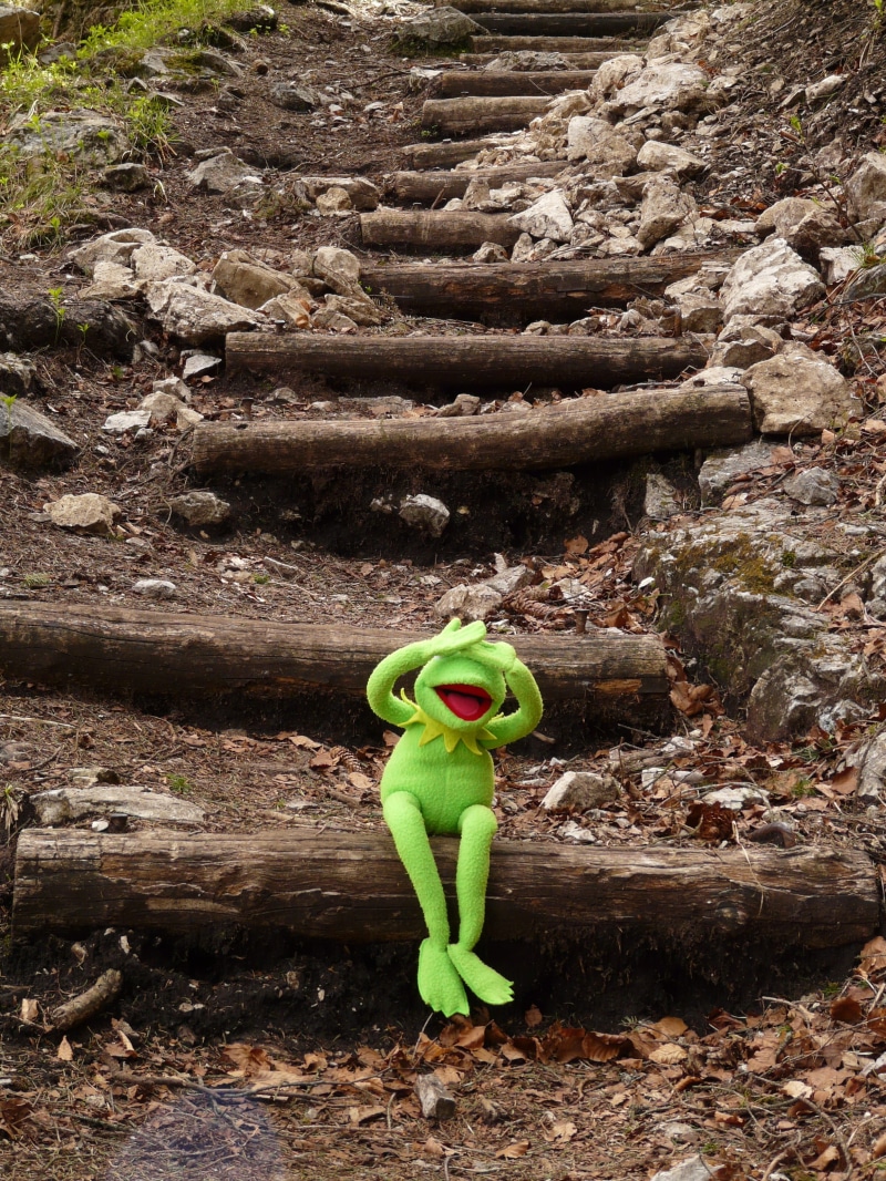 gradually, wood - material, no people, figure, outdoors, brown, covered, Frog, beauty in nature, high angle view, sesame street, plant, Sit, animal, full length