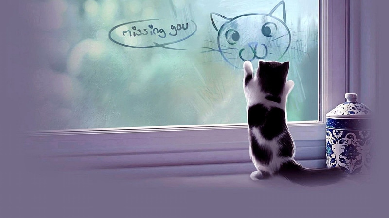 1080P, window, missing you, cat, drawing, fog, foggy, write, kitten, miss you, cute