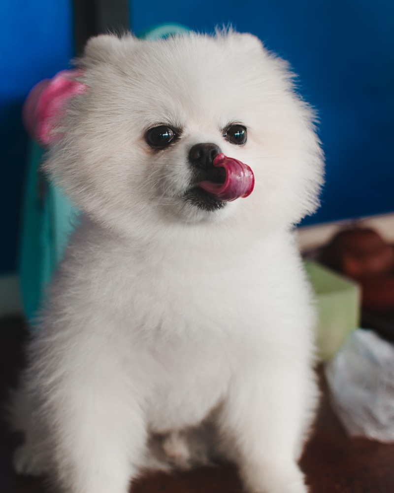 animal, mammal, cute, chihuahua - dog, focus on foreground, indoors, domestic, pets, dog, young animal, close-up, white dog, pomeranian, canine, pet, haha