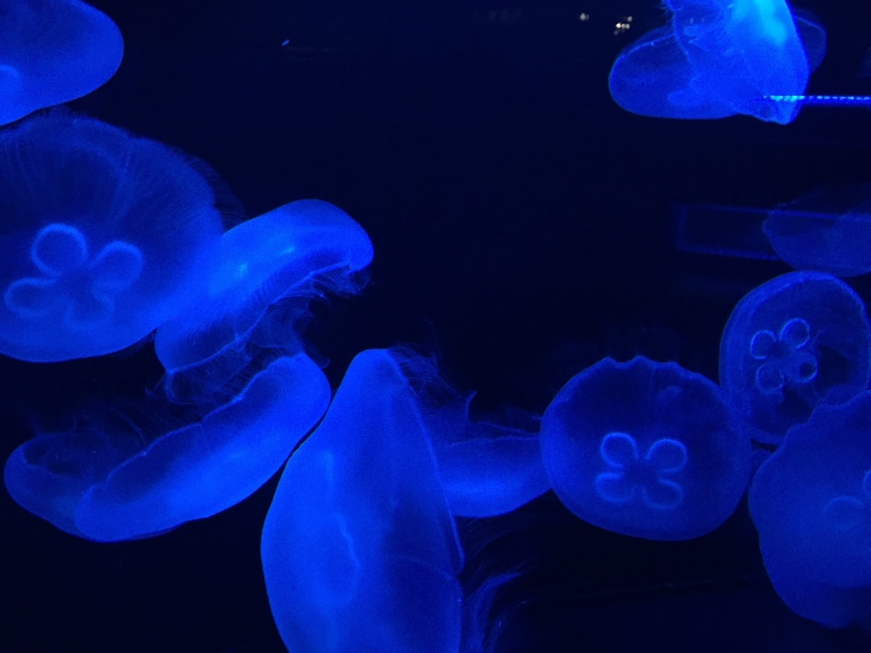 group of animals, underwater, invertebrate, animal themes, nature, marine, animals in the wild, no people, animal wildlife, tank, floating, sea, blue, swimming