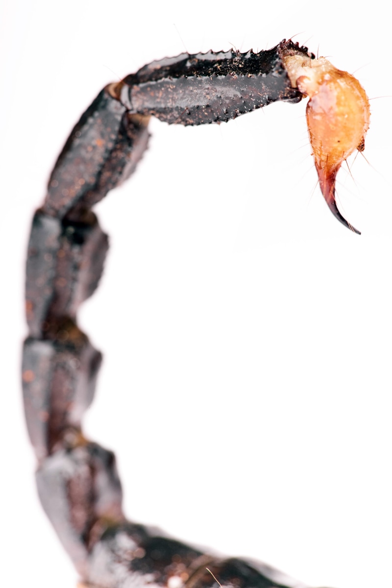 focus on foreground, danger, close-up, indoors, arachnid, 2K, stinger, stinging, pedipalp, nature, organism, claw, insect, tail, day, studio shot, poisonous