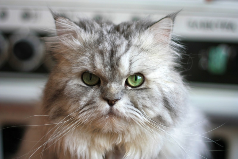 animals, Fabulous, gray, nature, looking, coated, kitten, cats, cute, chat, persian  cat, mammal, коты, кот, fur, gato, animal, pet, pets, today, feline