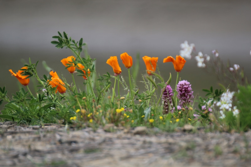 gorgeous, depth of field, orange, colors, California, Nice, this morning, flowers, collection, Today, Golden Poppy, close, 5K, Bokeh, so beautiful, shot
