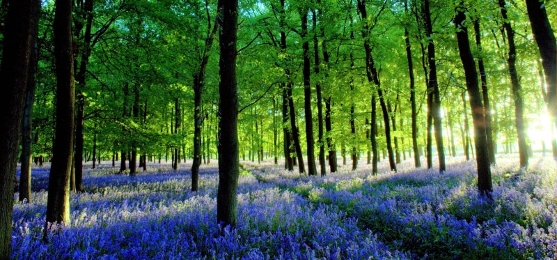 green, bluebells, summer, nature, springtime, dusk, england, spring, daytime, flower, beauty In Nature, forest, purple, trees, today is a good day, ashridge