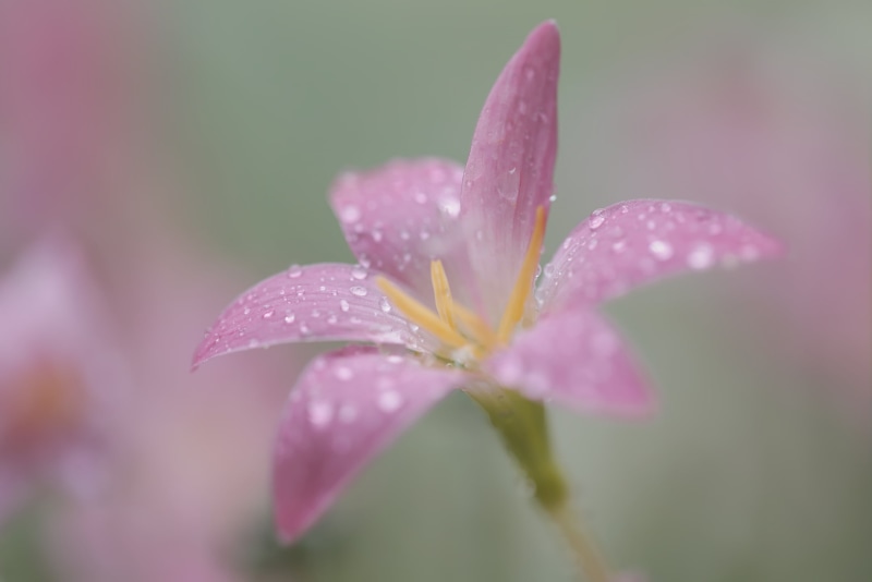 Canon 6D, leaf, close-up, Explored, Crocus, pink, pink Color, Balaji, flower, flower Head, f/2.8, petal, plant, nature, 1080P, Macro, rain, lily, lily flower