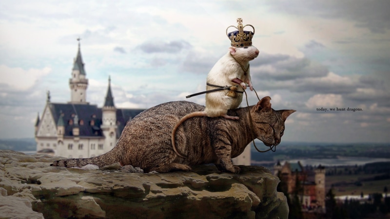 cat, dragons, Hunt, 1080P, Dragon, mice, tabby, white, Today, brown