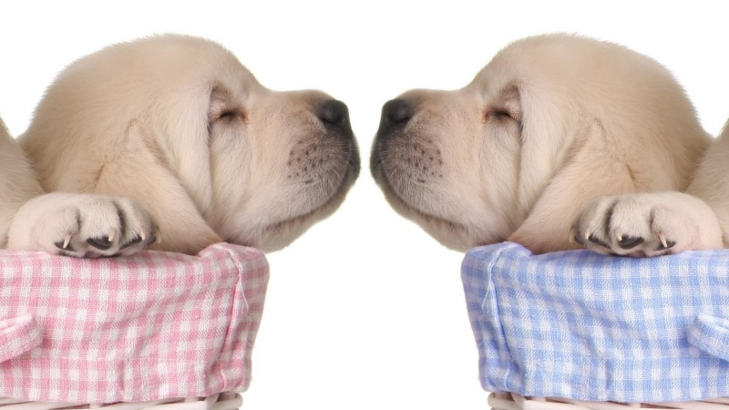 animals, puppy, today, 1080P, sweet, kiss, love