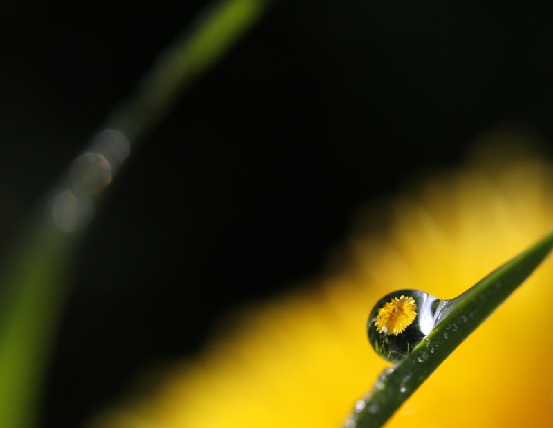 selective focus, leaf, summer, blade of grass, environment, distortion, photography, macro, refraction, here today  gone tomorrow, yellow, water, close up
