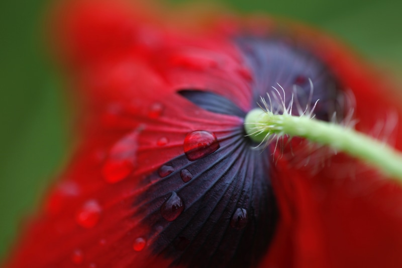 lines, gone tomorrow, life cycles, wet, rain, curved, distortion, here today, extravagance, delicate, red Poppy, droplet, petal, transient, bride, fleeting