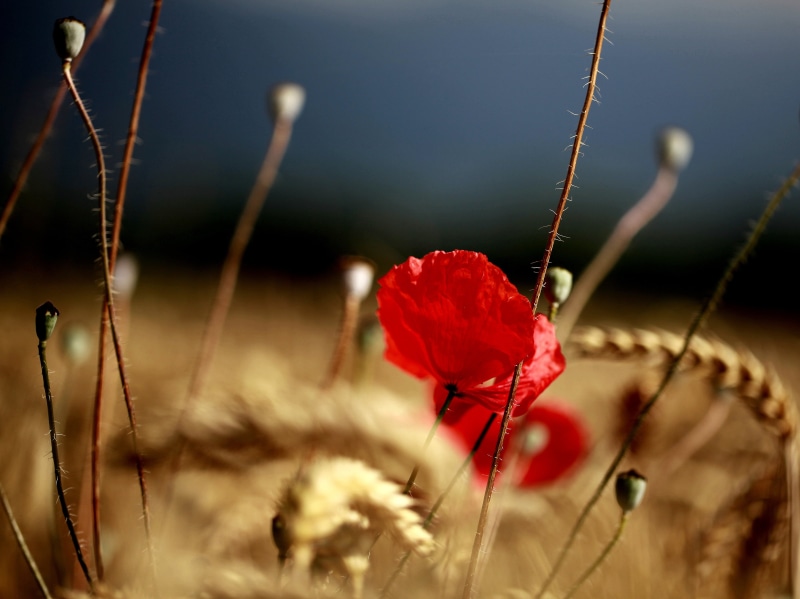 seeds, red Poppy, hairy, weeds, ripe, grass, crop, bokeh, light, bright, petals, 4K, flower, poppy, wildflower, close-up, summer, red, plant, nature, fleeting