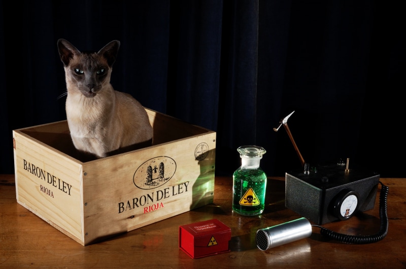 experiment, still life, cat, measuring, 2K, dosimeter, radiation, physics, box, black background, device, table, Schrodingers cat