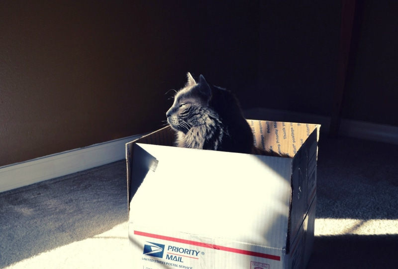 vertebrate, cardboard, feline, animal, container, mammal, cat animals sunlight black cats boxes schrodingers cat, one animal, looking, domestic cat, cardboard box