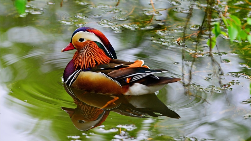 lake, uk, duck, poultry, type, animals in the wild, swimming, nature, ducks, water, animal themes, waterfront, mandarin duck, hd, asia, east, bird,