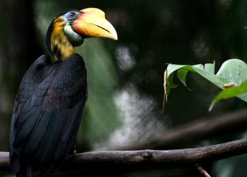 outdoor, panther, Male, hornbill, elephants, deer, lion, animals In The Wild, singa, birds, beak, animal, orang  utan, tropical Rainforest, Zoo  negara