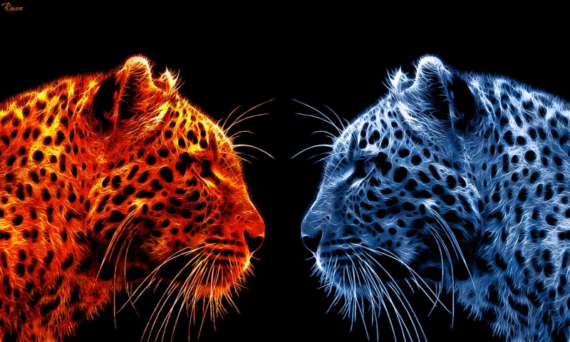 nature, poster, Moment, leopard, photoshop, orange, africa, Tigers, animals In The Wild, large, me, big Cat, cat, graphic design, wildlife, face, 1080P