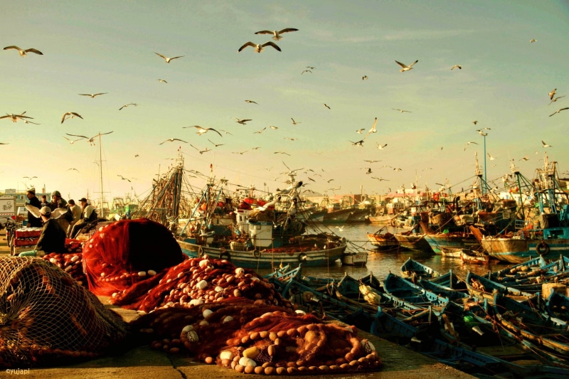 Essaouira, seagulls, morning, boats, remember, Birds, 1080P, rybackie, port, Morocco, Rybak