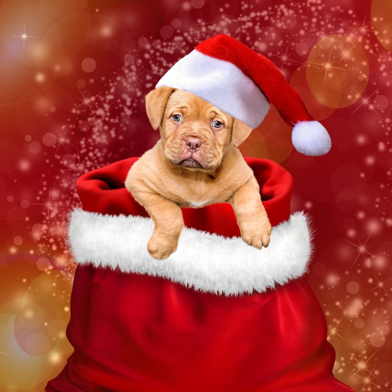 clothing, animal, christmas, christmas time, santa hat, costume, mammal, christmas dog, christmas ornament, decoration, hat, dogs, dog, dressing up